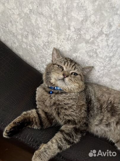 Кот в добрые руки