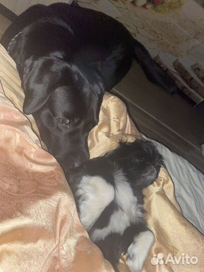 Передержка,выгул собак и уход. Зооняня