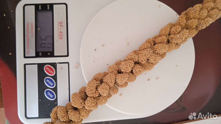 Чумиза лакомство для мелких птиц