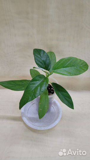 Фикусы (обновлено 20.08)