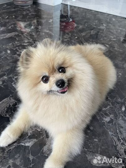 Ищем девочку для вязки, случки померанский шпиц