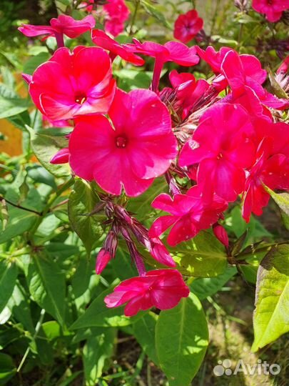 Растения для сада