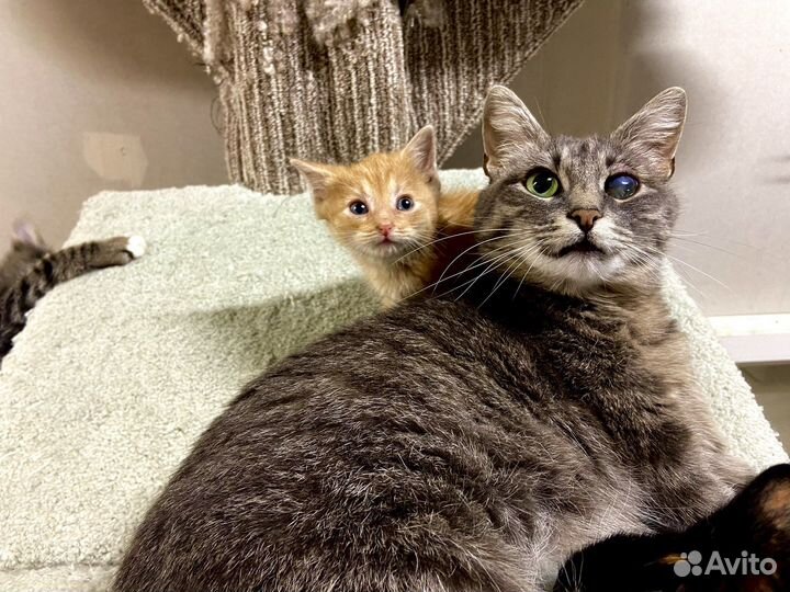 Котёнок из приюта в дар