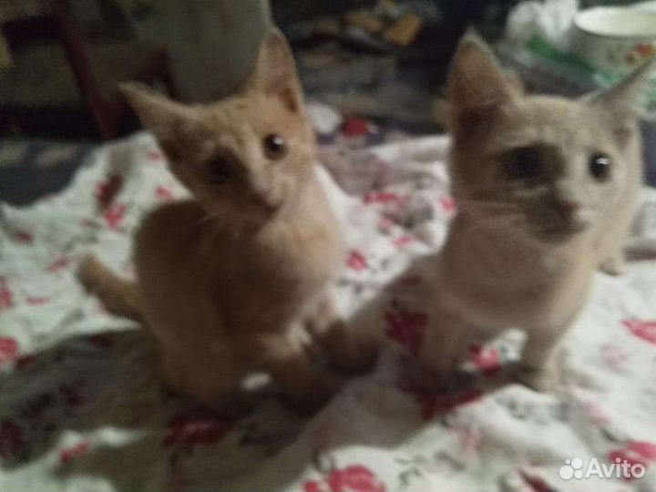 Рыжие котята