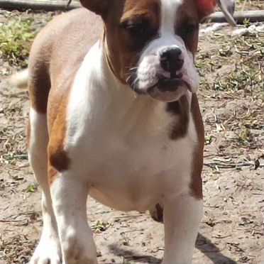 Английский бульдог, щенок