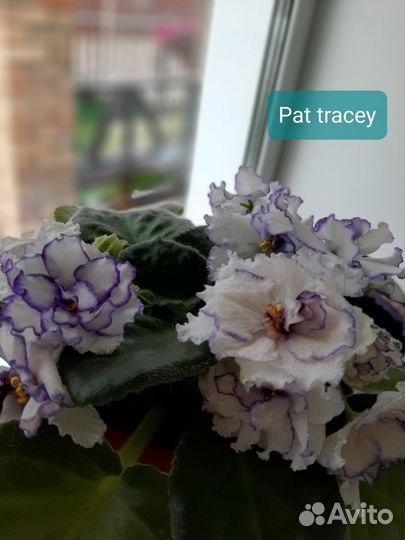 Фиалка Pat tracey