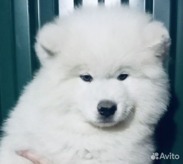 Самоеды, щенки, кобели от питомника