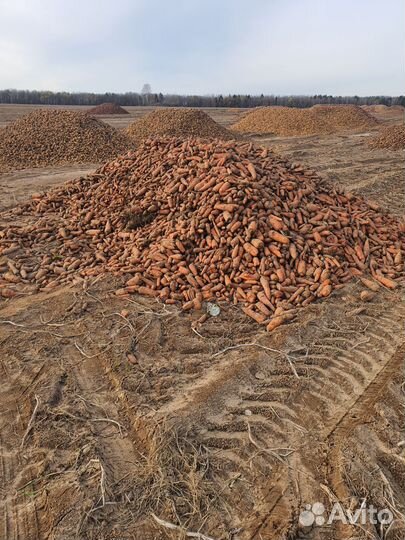 Картофель,морковь