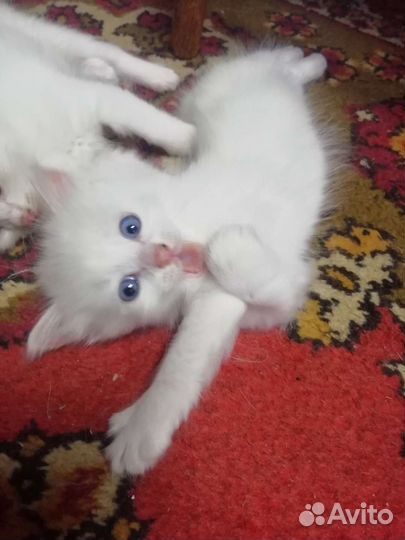 Котята турецкой ангоры в добрые руки 1 месяц