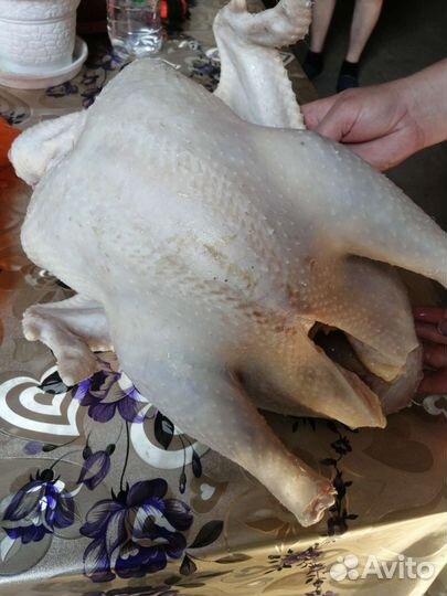 Мясо индейки