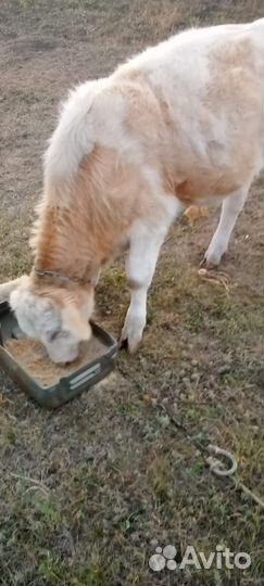 Бычки и быки