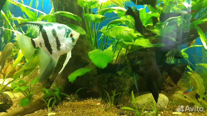 Аквариумные рыбки