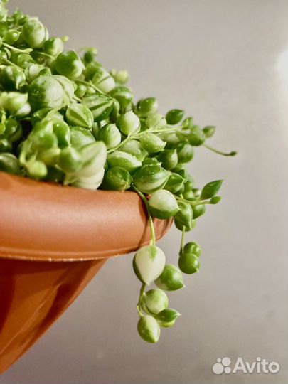 Крестовник роули вариегатный