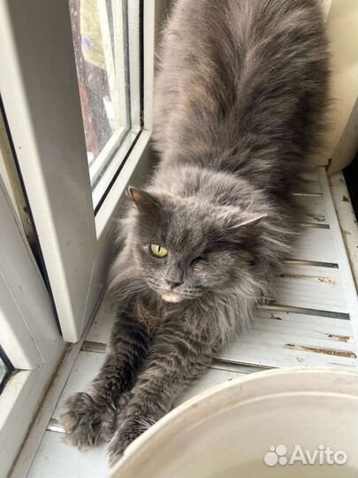 Кошка Герцогиня в добрые руки