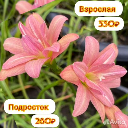 Зефирантес