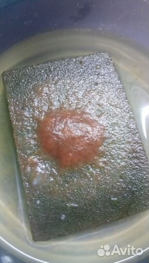 Скалярия Пиной, улитки и растения