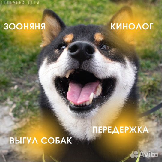 Выгул собак/домашняя передержка/зооняня/кинолог