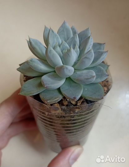 Суккуленты почтой часть 6 из 9