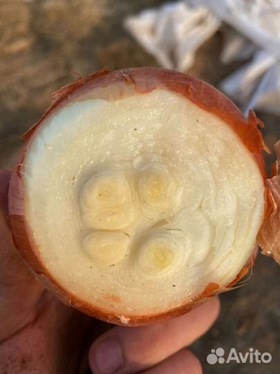 Лук на зелень штудгарт из севка