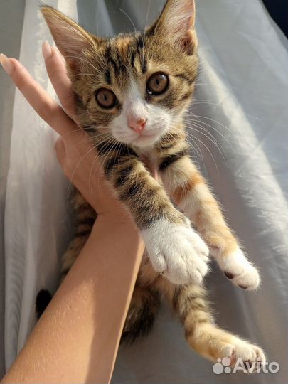 Котята в добрые и любящие руки. Бесплатно