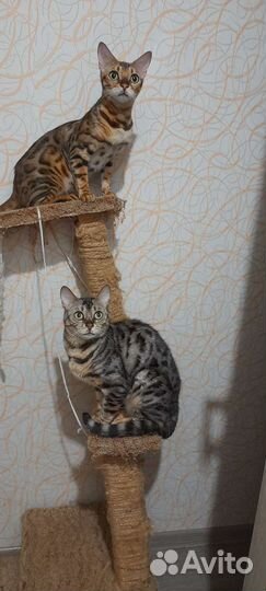 Бенгальская кошка