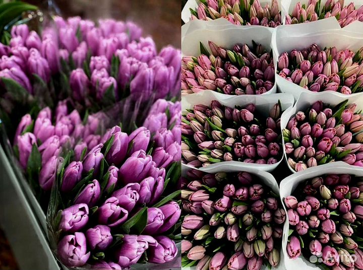 Тюльпаны оптом в наличии