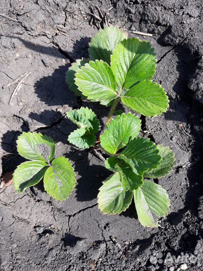 Саженцы клубники Кимберли