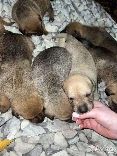 Щенки