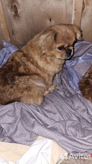 Маленькая собака