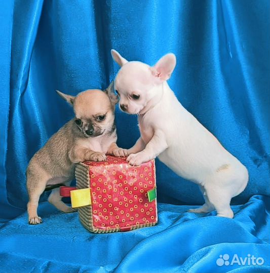 Щенки чихуахуа мини