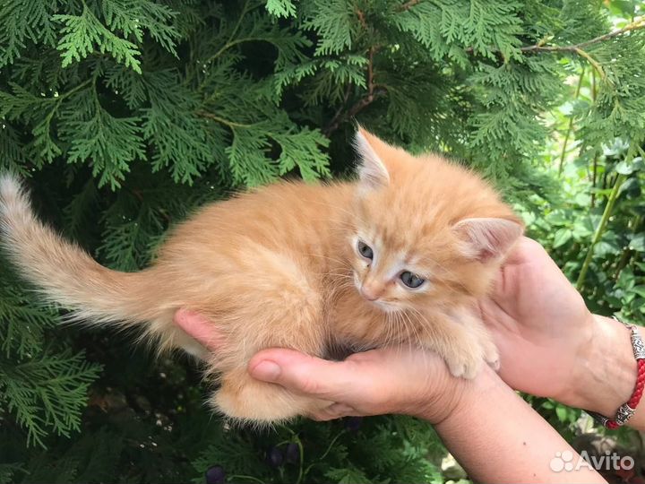 Рыжий котенок (кот) в добрые руки