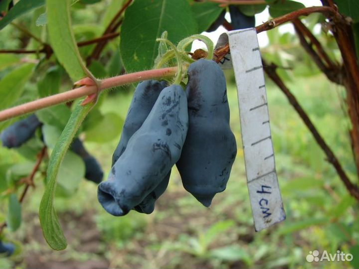 Саженцы Жимолости