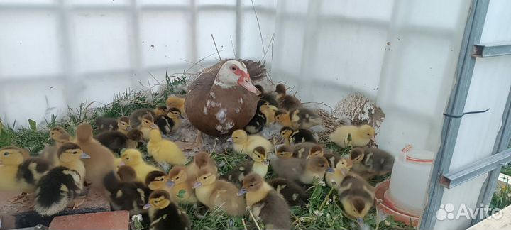 Мускусные утки индоутки индоутята