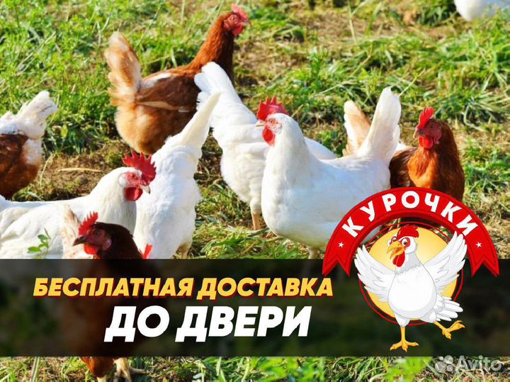 Курочки несушки фермерские