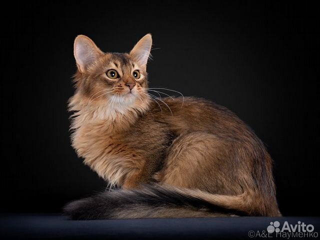 Продаются котята Сомали разного возраста и цены купить в Москве  объявление продам