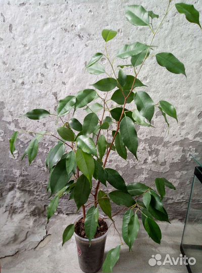 Монстера, Фикус, Сингониум, Дримиопсис, драцена