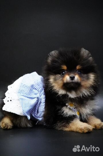 Померанский шпиц девочка