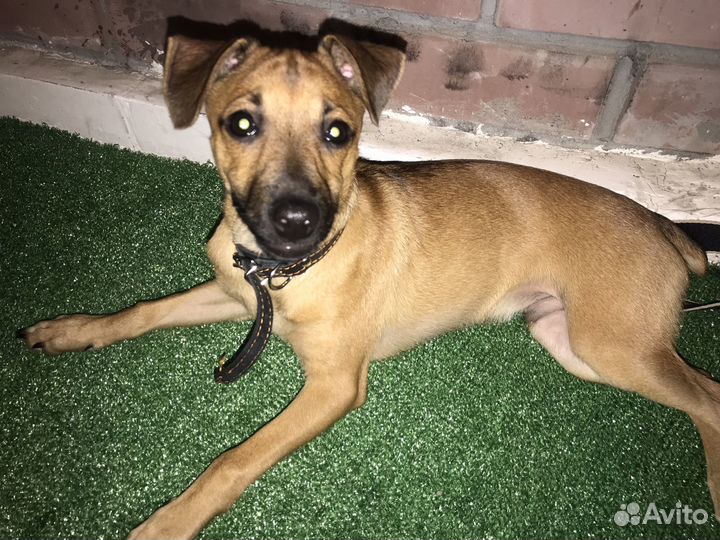 Собака маленькая порода