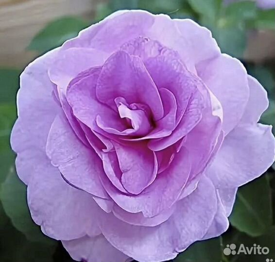 Сортовые махровые бальзамины (ванька мокрый)