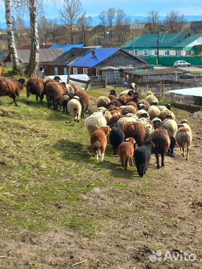 Продам овец эдельбаевской породы