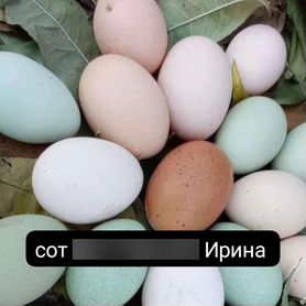 Инкубационное яйцо породистых кур