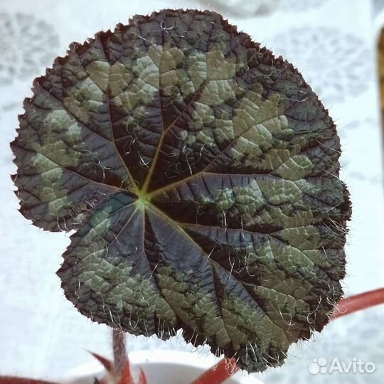 Бегонии природники