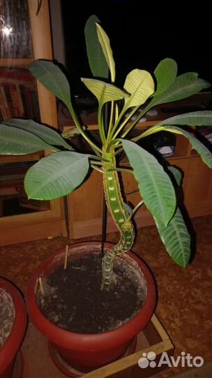 Молочай, гибискус