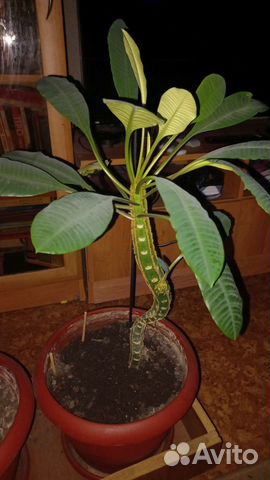 Молочай, гибискус