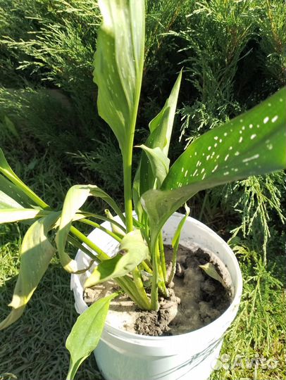 Калла темно бордовая