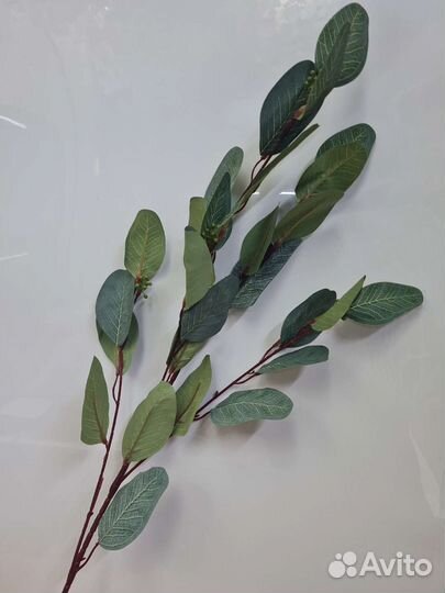 Папудус эвкалипт