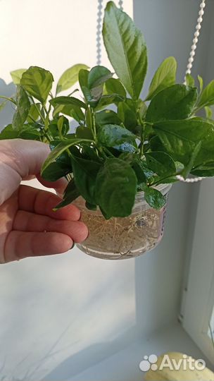 Лимон финиковая пальма цветы