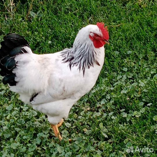 Молодые петухи