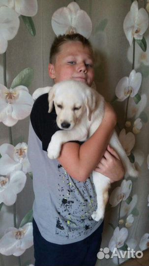 Щенки лабрадора