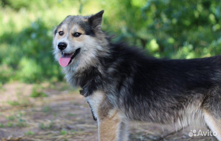 Собака в добрые руки